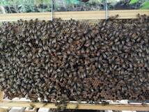 西洋ミツバチ（越冬明け3枚群の出品）輸送専用段ボール箱入、種蜂、花粉交配　R5.07女王_画像3