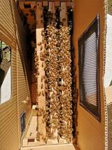 西洋ミツバチ（越冬明け3枚群の出品）輸送専用段ボール箱入、種蜂、花粉交配_画像5
