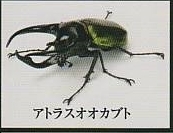 いきもの大図鑑 かぶとむし06　アトラスオオカブト１種単品