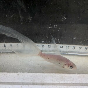 金曜日発送（17日）【宮城鉄魚飼育研究会】白鉄魚（小）④11センチくらい