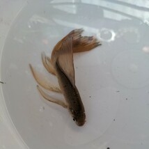 金曜日発送（31日）【宮城鉄魚飼育研究会】錆鉄魚（中）①極上羽衣　15センチくらい_画像2