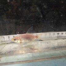 金曜日発送（7日）【宮城鉄魚飼育研究会】白鉄魚（小）②9センチくらい_画像5