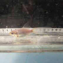 金曜日発送（7日）【宮城鉄魚飼育研究会】白鉄魚（小）②9センチくらい_画像4