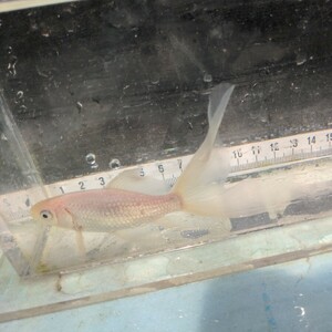 金曜日発送（24日）【宮城鉄魚飼育研究会】白鉄魚（小）④12センチくらい