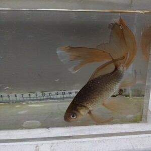 金曜日発送（31日）【宮城鉄魚飼育研究会】錆鉄魚（大）①羽衣　尾裂け　20センチくらい