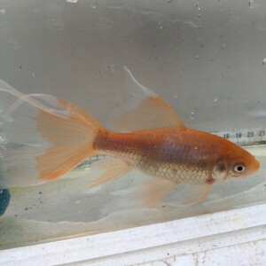 金曜日発送（24日）【宮城鉄魚飼育研究会】赤鉄魚（大）①メスのよう　17センチくらい