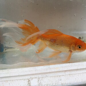  Friday shipping (7 day )[ Miyagi iron fish breeding research .] red iron fish ( large )② tail ripping 16 centimeter about 