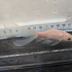 金曜日発送（31日）【宮城鉄魚飼育研究会】白鉄魚（小）④10センチくらい