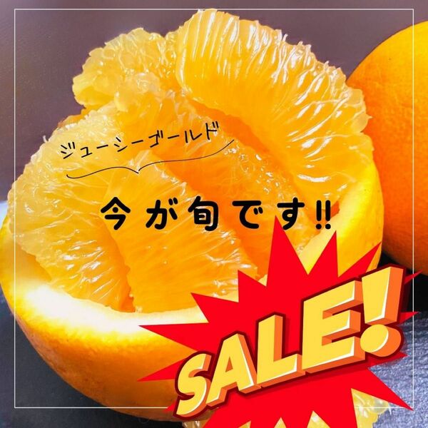 愛媛玉津産　ジューシーゴールド河内晩柑　家庭用8kg陽当たりの良い園地