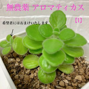 【I】無農薬 ミントの香り アロマティカス ハーブ 多肉植物 抜き苗 おまけ苗欲しい方はご購入後メッセージにてお伝え下さい