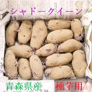  семенной клубень тень Queen картофель Aomori префектура производство фиолетовый. картофель 