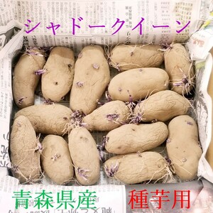  seed tuber shadow Queen potato Aomori prefecture production purple. potato 