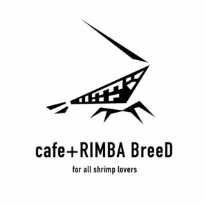 【cafe +RIMBA BreeD】S3 YouTubeアップ記念！！ SAMURAI BLUE 若個体1匹 ※同梱可の画像4