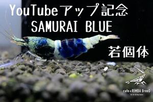 【cafe +RIMBA BreeD】S1 YouTubeアップ記念！！　SAMURAI BLUE　若個体1匹　※同梱可