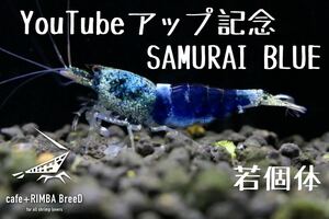 【cafe +RIMBA BreeD】S2 YouTubeアップ記念！！　SAMURAI BLUE　若個体1匹　※同梱可