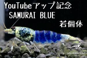 【cafe +RIMBA BreeD】S5 YouTubeアップ記念！！　SAMURAI BLUE　若個体1匹　※同梱可