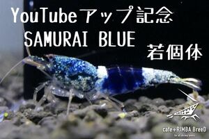 【cafe +RIMBA BreeD】S6 YouTubeアップ記念！！　SAMURAI BLUE　若個体1匹　※同梱可