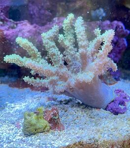 naglakatatosakasp light green tosaka coral long time period breeding individual 