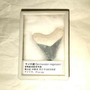 化石　サメの歯(Carcharodon megalodon)脊椎動物軟骨魚類第三紀・中新世約2千500万年前アメリカ、フロリダ