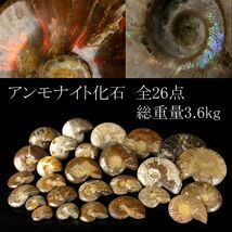 【LIG】アンモナイト化石 全26点 総重量3.6kg 時代古玩 コレクター収蔵品 [.EW]24.1_画像1