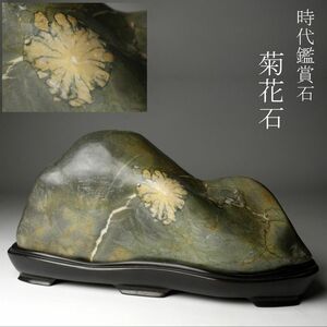 [LIG] era appreciation stone chrysanthemum stone 30.5.1kg collector . warehouse goods [P]24.5