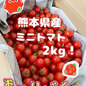 【 農家直送！完熟新鮮！ 】 熊本県産 ミニトマト2kg