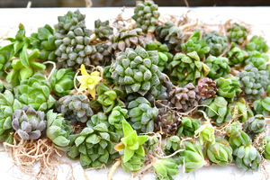 ***[ free shipping ] is oru Cheer is oru Cheer . stock 50 stock departure root ending succulent plant decorative plant cactus gem ***