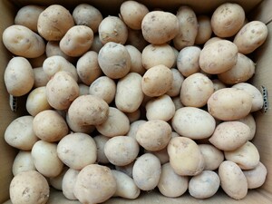  Nagasaki префектура производство картофель маленький шарик 10.