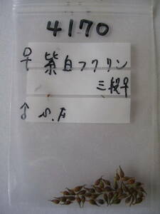 山野草【雪割草の種】№4170■送料込！