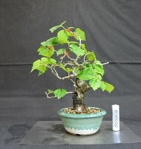 . mulberry (himekwa/kwa/ mulberry ) bonsai depth 12.5cm width 15cm height 20cm