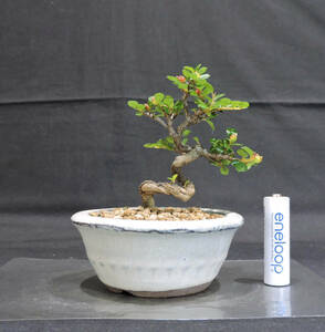 紅紫檀 ( ベニシタン ) 盆栽 奥行9.5cm 横幅10.5cm 高さ12cm
