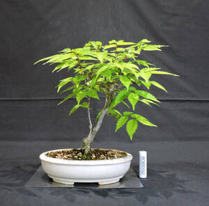 keyaki bonsai depth 23cm width 24cm height 25cm