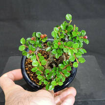 紅紫檀 ( ベニシタン ) 盆栽 奥行9.5cm 横幅10.5cm 高さ12cm_画像3