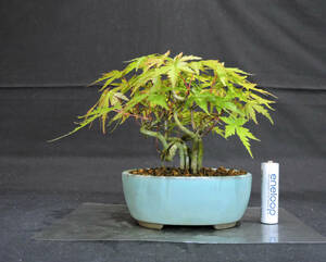  maple mountain maple (yamamomiji/momiji).... bonsai depth 17cm width 17cm height 13cm