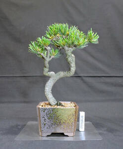 . leaf pine bonsai depth 12.5cm width 17cm height 28cm