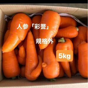 産直人参！品種「彩誉」size色々 訳あり 箱込み5kg