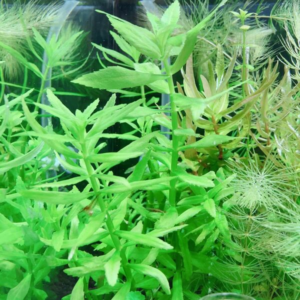 リムノフィラsp.スリランカタイプA 水中葉 3本 無農薬 水槽 水草