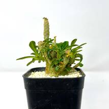 ドルステニアギガス★Dorstenia gigas★実生株★ずんぐり型★根本幅34mm_画像2