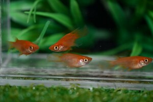 ★現物出品★紅帝 ダルマ 半ダルマ ヒレ長 メダカ 若魚 オス2 メス2 (K-5) ☆上毛めだか倶楽部☆ 