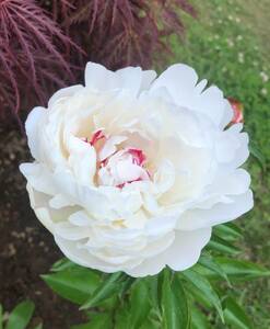 即決☆白色の八重の花☆地植の芍薬（しゃくやく）☆１株☆株分け☆花径15ｃｍ☆第４種郵便☆現在は芽の状態