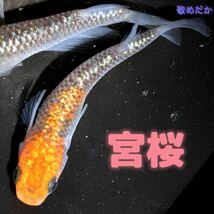 宮桜　稚魚　１０匹　オマケ付き　ラメ　メダカ　めだか　夜桜　ユリシス　丹頂　ブルー　月弓　青　敬めだか_画像1