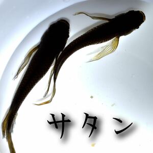 サタン 稚魚　１０匹　メダカ　めだか　黒　ブラック　松井　鰭　長　オロチ　カイジ　敬めだか