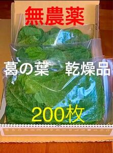 葛の葉　くずのは　乾燥品　無農薬　200枚