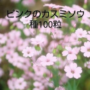 ピンクのかすみ草種100粒+α