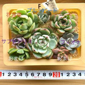 多肉植物かわいいカット苗 寄せ植えに