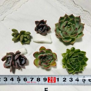 多肉植物かわいいカット苗 寄せ植えに