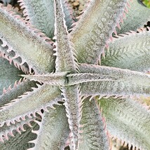 ピンク　ディッキア　ピンクスパイン　Dyckia ML pink spine　子株　　整理1-18_画像2