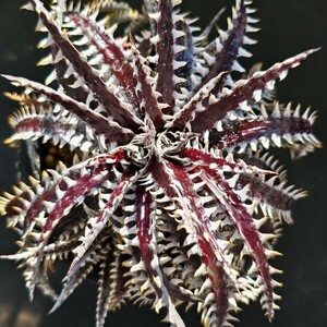 ti Kia Dyckia Bone × Siam Ruby Kiss. АО 