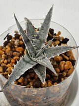 ディッキア　フジヤマ　ベアルート　子株　Dyckia　　Fujiyama　整理D07-15_画像6