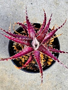 レア　新品種 OTTO Dyckia Pink Millipede X Evil wing PE-5